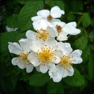 Rosa Multiflora – رز خوشه ایی