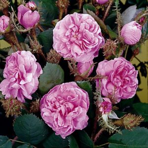 Rosa centifolia- سنتیفولیا رز