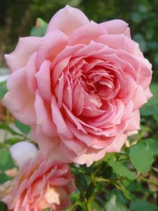 Rosa damascena- گل محمدی- رز گلاب