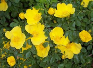 Rosa foetida-نسترن زرد