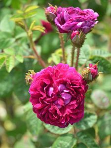 عکس رز موس-Rosa ×centifolia forma muscosa